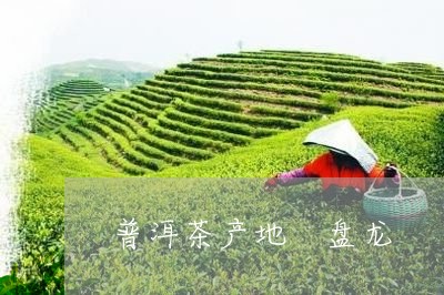 普洱茶产地 盘龙/2023041051504